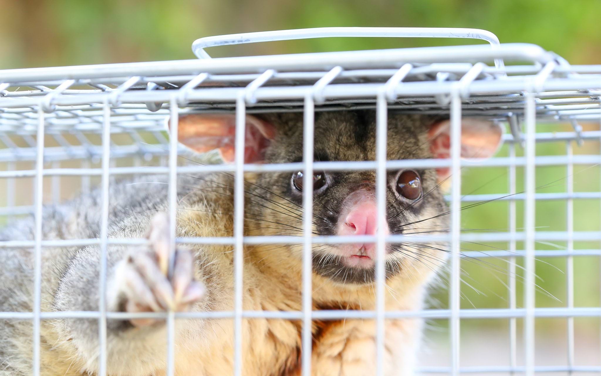 Brushtail possum in trap Brushtail possum in trap