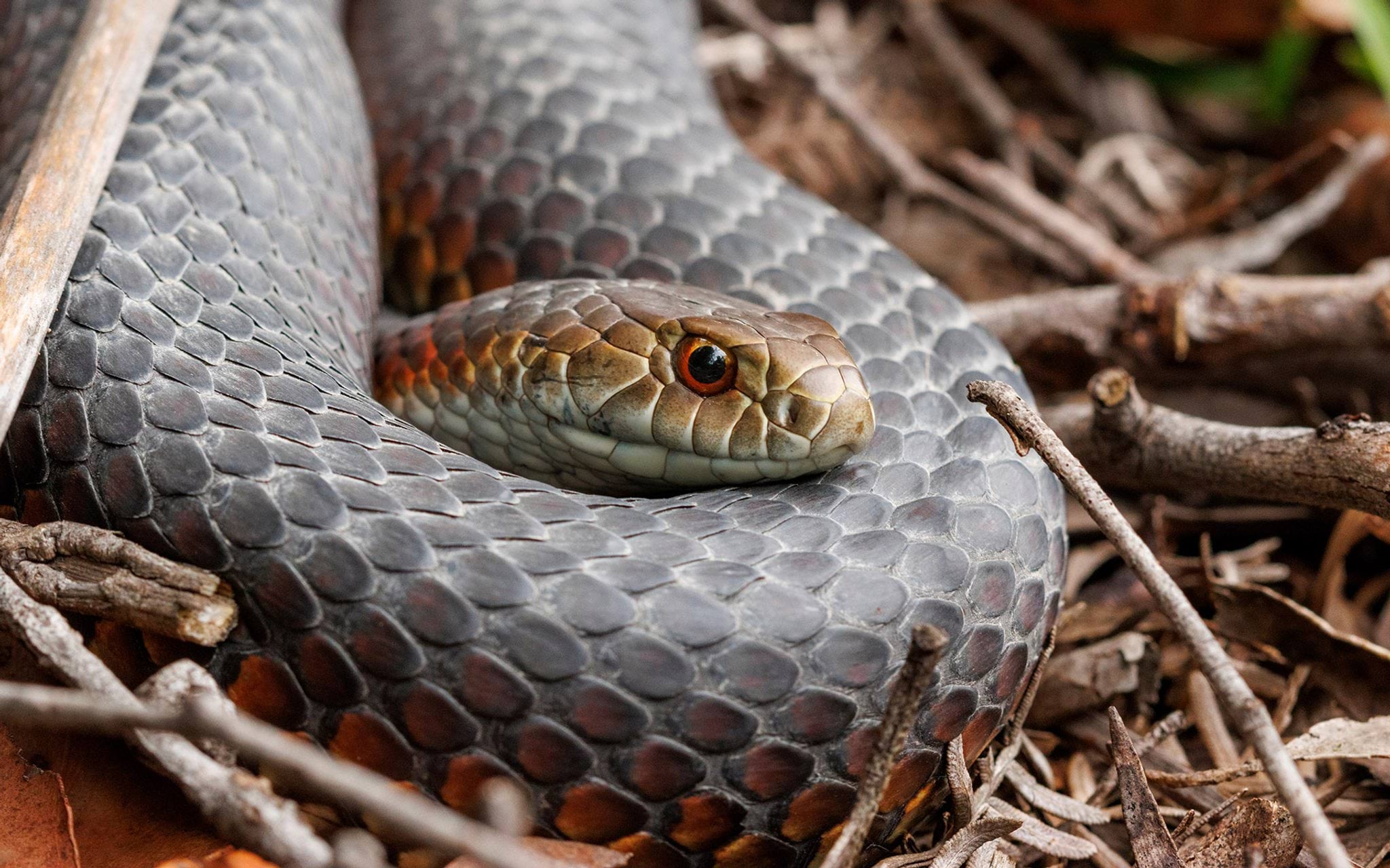 Copperhead snake Copperhead snake