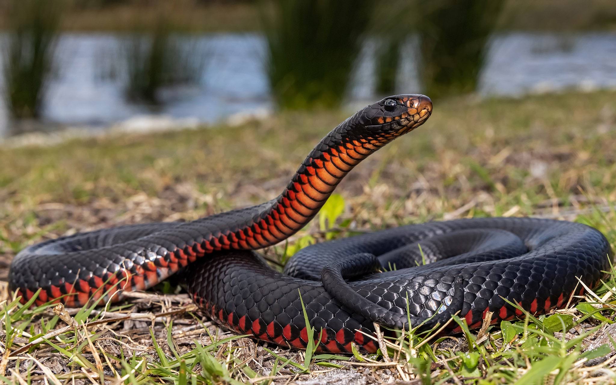 Red-bellied black snake Red-bellied black snake