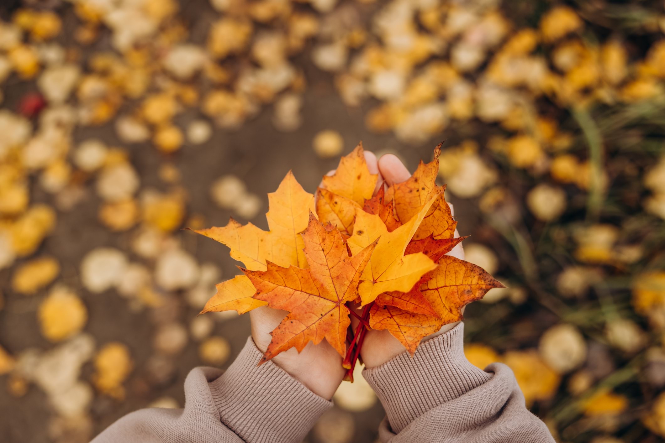 A pair of hands in a beige sweater holding a small bunch of bright orange and yellow autumn maple leaves, with a blurred ground covered in fallen leaves in the background.